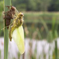 Black-Tailed Skimmer and Exuvia 